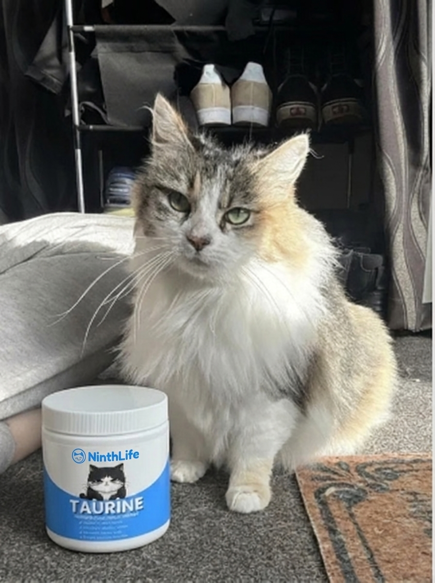 Tabby cat by a window with a NinthLife taurine tub